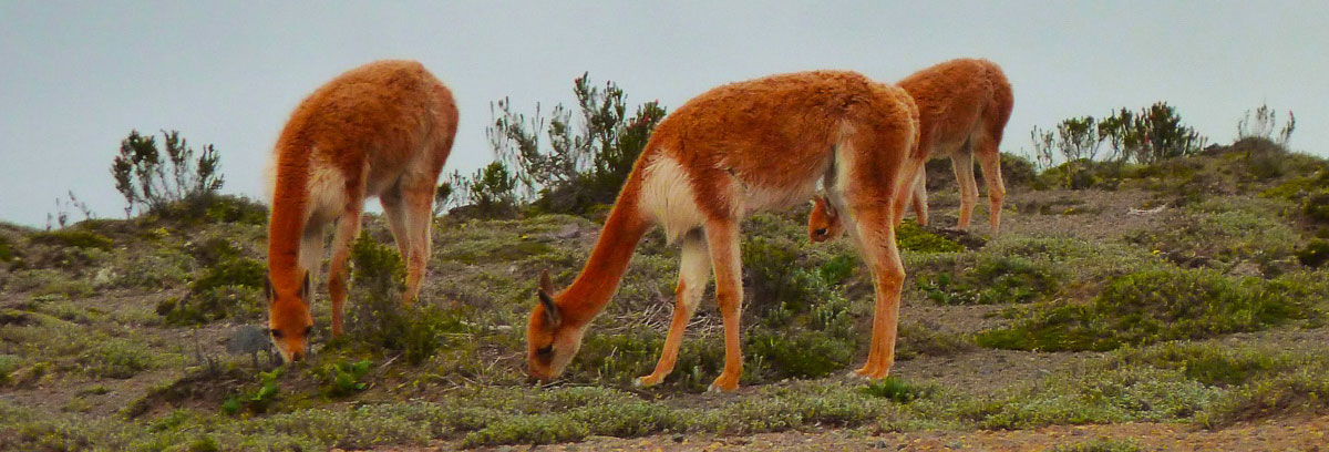 Andes, Ecuador, Mammal