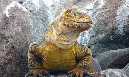 Ecuador, Useful, Information