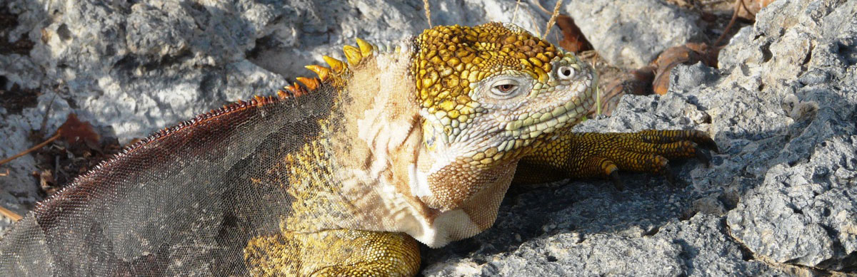 Ecuador, Galapagos, Islands, Travel