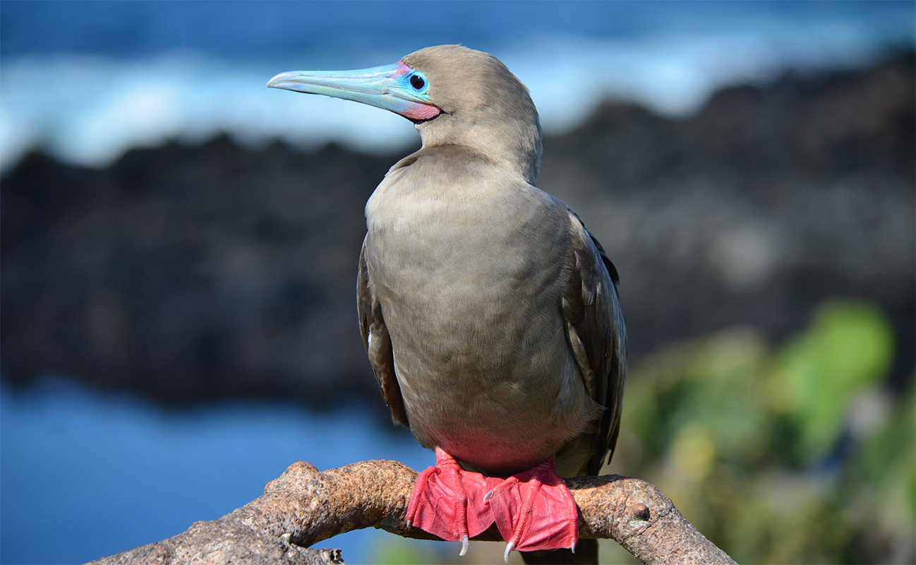 Galápagos, Ecuador Island, Hopping, Tour, ITK