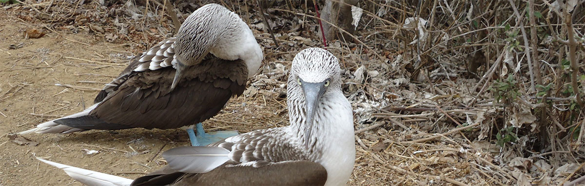 Pacific, Coast, Ecuador, Puerto, Lopez