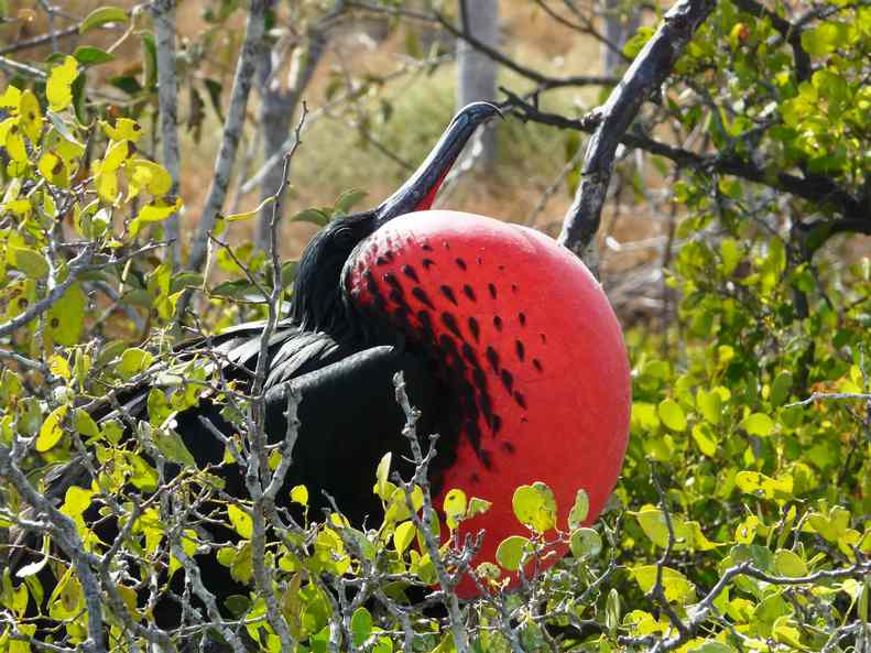 Galápagos, Ecuador Island, Hopping, Tour, ITK