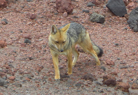 ecuador, andes, wildlife, itk, voyage, zorro