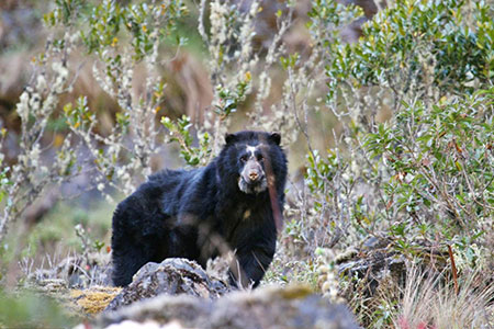 ecuador, andes, wildlife, itk, voyage, spectacled, bear
