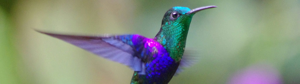ecuador, andes, wildlife, itk, voyage, hummingbird