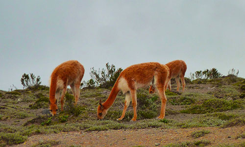 Chimborazo, wildlife, production, reserve, ecuador