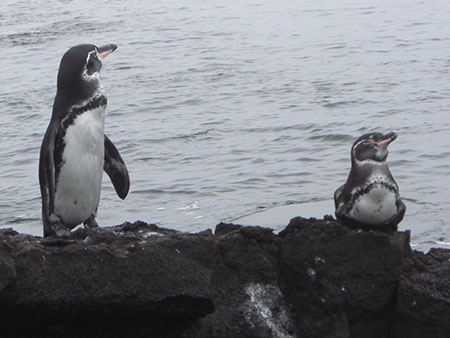 Bartolomé, island, itk, wildlife, more, penguins