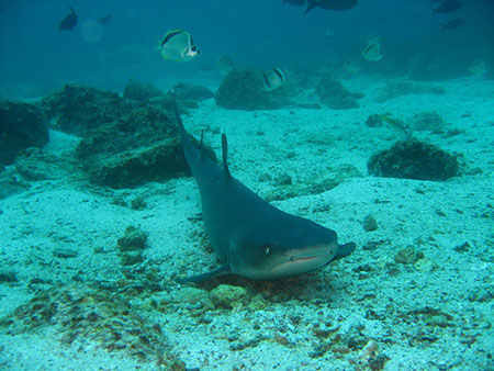 beagle, rocks, galápagos, dive, site, itk, marine, life