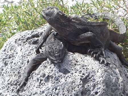 cap, douglas, galápagos, dive, site, itk, iguana