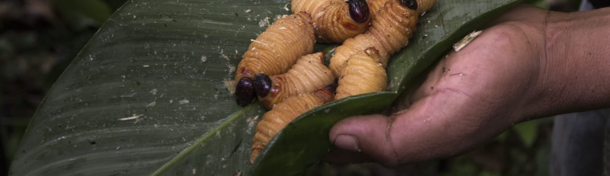 amazon, rainforest, wildlife, itk, voyage, ecuador, chontacuro, image, 2