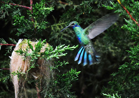 ecuador, andes, wildlife, itk, voyage, colibri, hummingbird