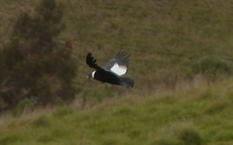 ecuador, andes, wildlife, itk, voyage, condor
