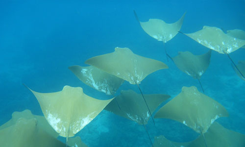 daphne, minor, island, galápagos, dive, site, itk, fish