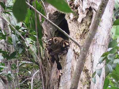 amazon, rainforest, wildlife, itk, voyage, ecuador, dourocouli