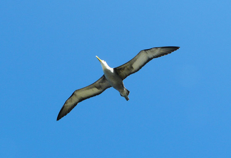 Española, island, galápagos, archipelago, seagull
