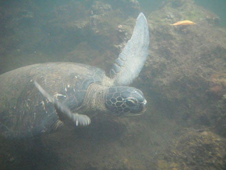 Española, island, galápagos, archipelago, turtle