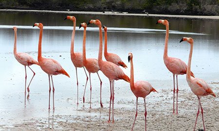 floreana, island, ecuador, itk, voyage, galápagos, islands, flamingos