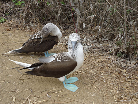 galápagos, wildlife, itk, travel, ecuador, blue, footed, booby