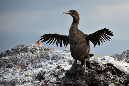 galápagos, wildlife, itk, travel, ecuador, cormotant
