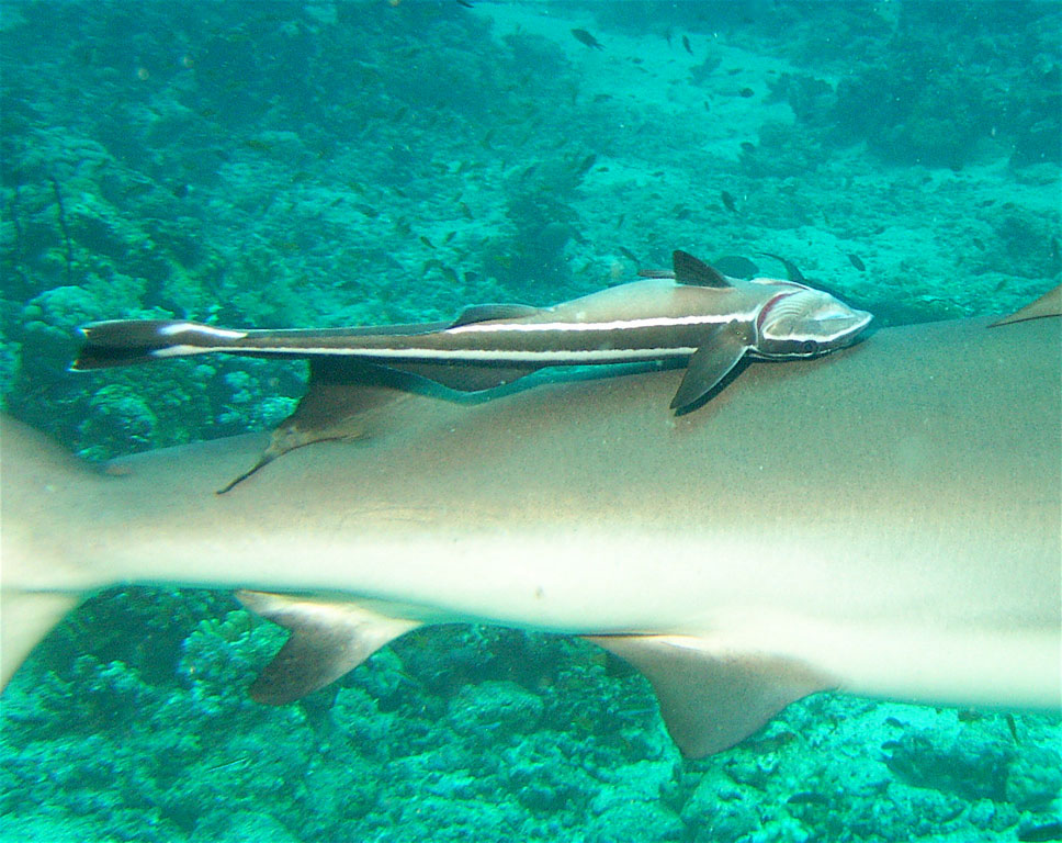 beagle, rocks, galápagos, dive, site, itk
