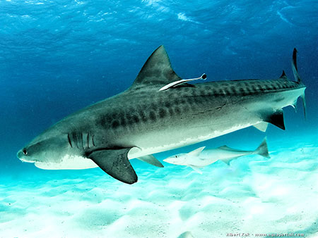 Cao, marshall, dive, site, itk, ecuador