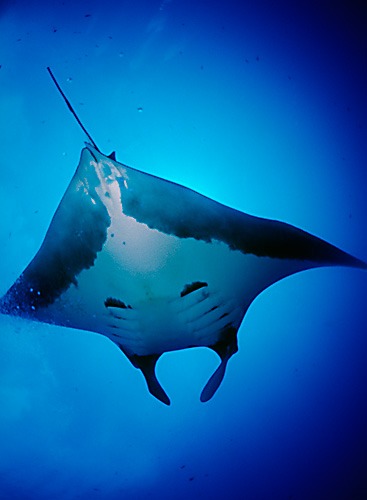 Dive, sites, wolf, island, itk, voyage, ecuador