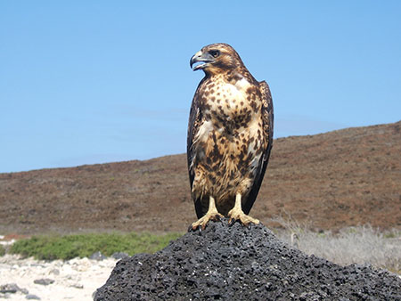 galapagos-cormorant galápagos, wildlife, itk, travel, ecuador, galapagos, eagle
