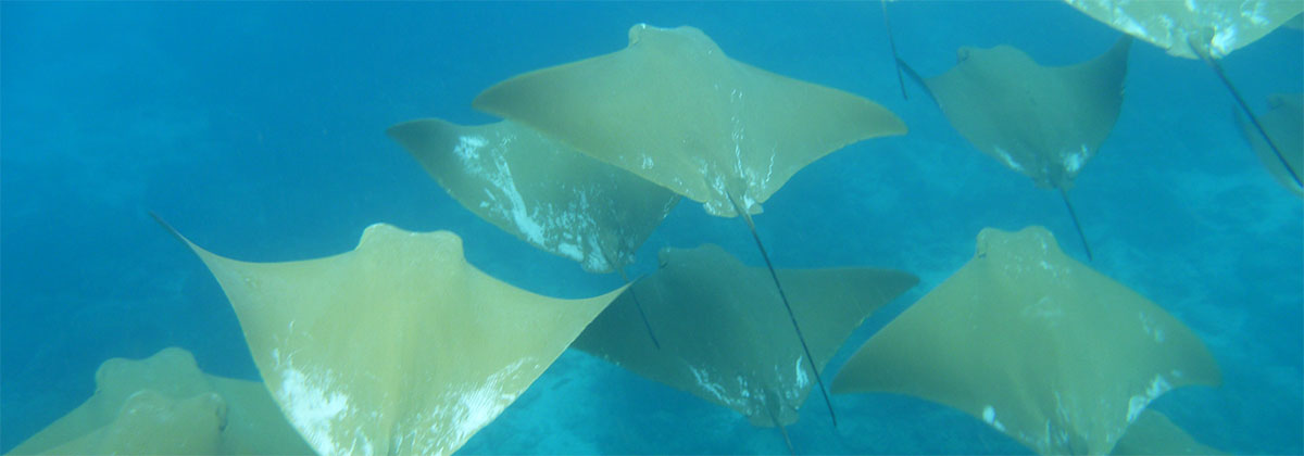 galápagos, wildlife, itk, travel, ecuador, marine, wildlife