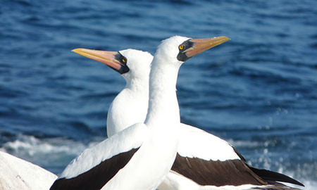 daphne, island, galápagos, itk, voyage, ecuador