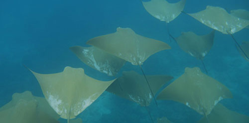 pinzón, island, galápagos, archipelago, itk, voyage, ecuador