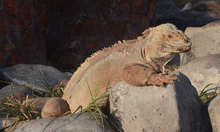 santa, fe, island, galápagos, archipelago, itk, voyage, ecuador