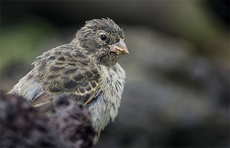 galápagos, wildlife, itk, travel, ecuador, darwin, pinzon