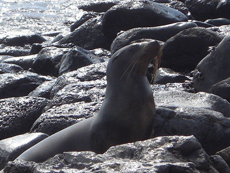 galapagos-cormorant galápagos, wildlife, itk, travel, ecuador, sea, lion