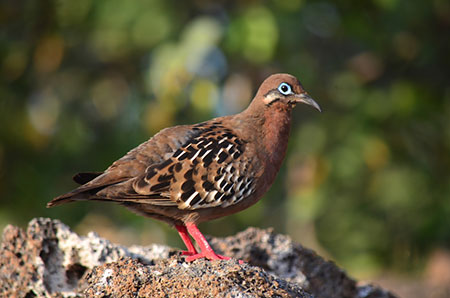 galapagos-cormorant galápagos, wildlife, itk, travel, ecuador, galápagos, turtledove