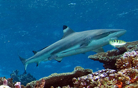 guy, fawkes, galápagos, dive, site, itk, shark