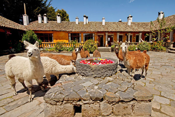 Haciendas, ecuador, itk, voyage, cotopaxi, san, agustin, callo