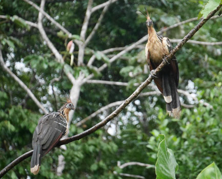 amazon, rainforest, wildlife, itk, voyage, ecuador, terrestrial, hoatzin