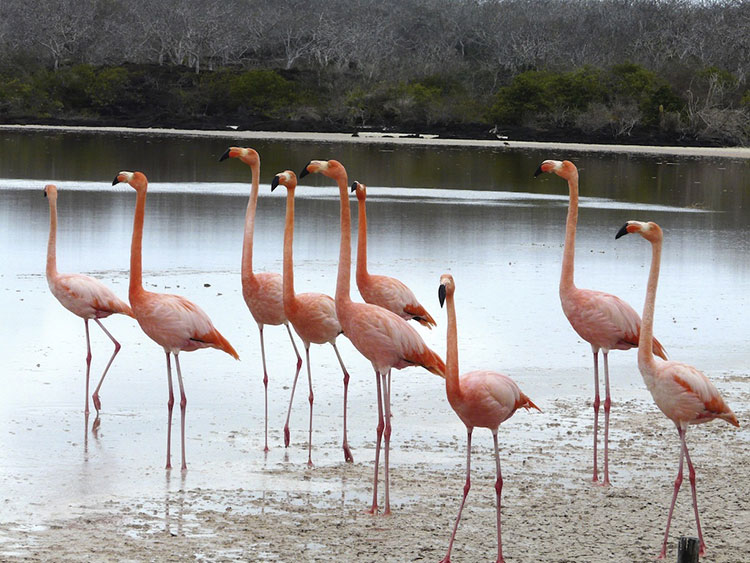 isabela, island, galápagos, archipelago, ecuador, itk, voyage, flamingos