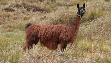 ecuador, andes, wildlife, itk, voyage, lama