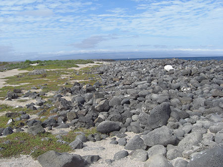 north, seymour, island, galápagos, archipelago, ecuador, itk, voyage, second, photo