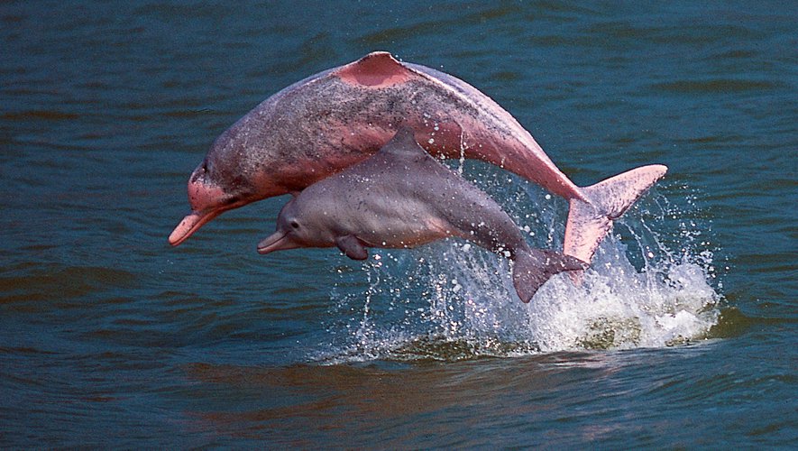 amazon, rainforest, wildlife, itk, voyage, ecuador, pink, dolphin