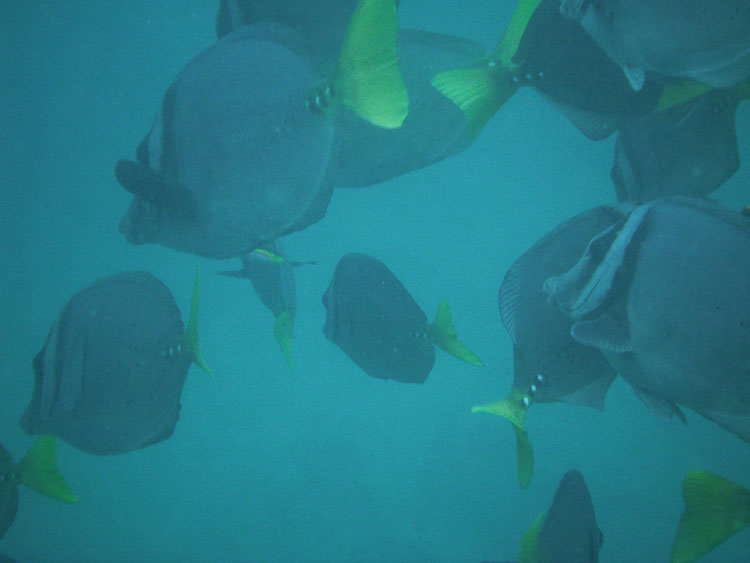 punta, carrion, galápagos, dive site, itk, voyage