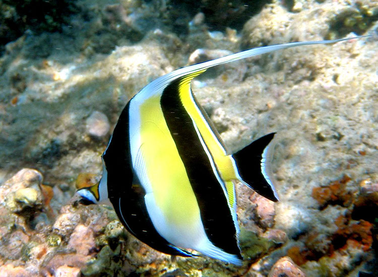 punta, vicente, roca, galápagos, dive site, itk,