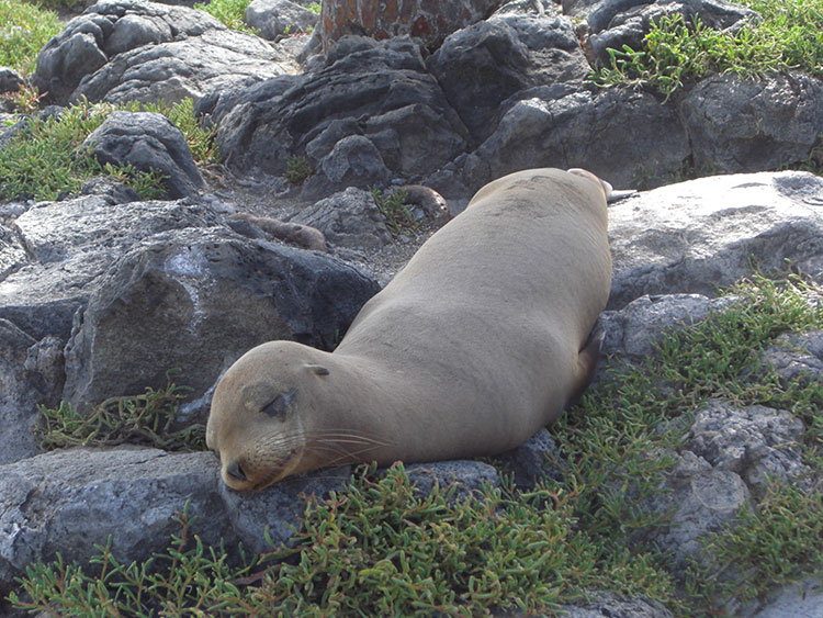 rábida, island, galápagos, archipelago, ecuador, itk, voyage, sea, lion