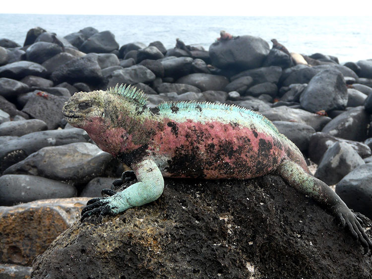 santa, cruz, island, itk, voyage, galápagos, archipelago, ecuador, iguana