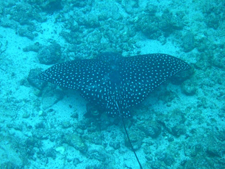 north, seymour,, galápagos, dive, site, itk