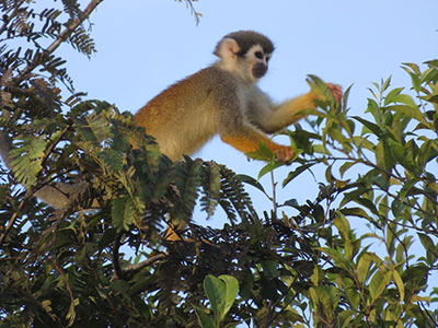 amazon, rainforest, wildlife, itk, voyage, ecuador, terrestrial, squirrel, monkey