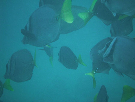 tijeretas, hill, galápagos, dive, site, itk, fish