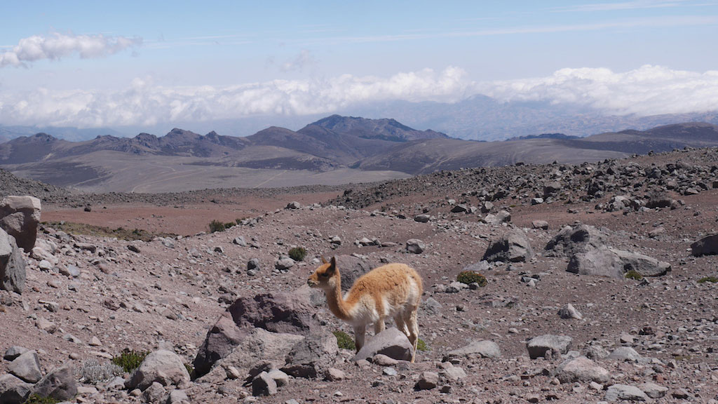trek, vicuñas, ecuador, itk, voyage, vicuñas, view, mountains