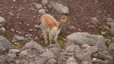 ecuador, andes, wildlife, itk, voyage, vicuña